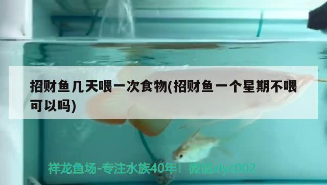 招財(cái)魚幾天喂一次食物(招財(cái)魚一個(gè)星期不喂可以嗎) 青龍魚