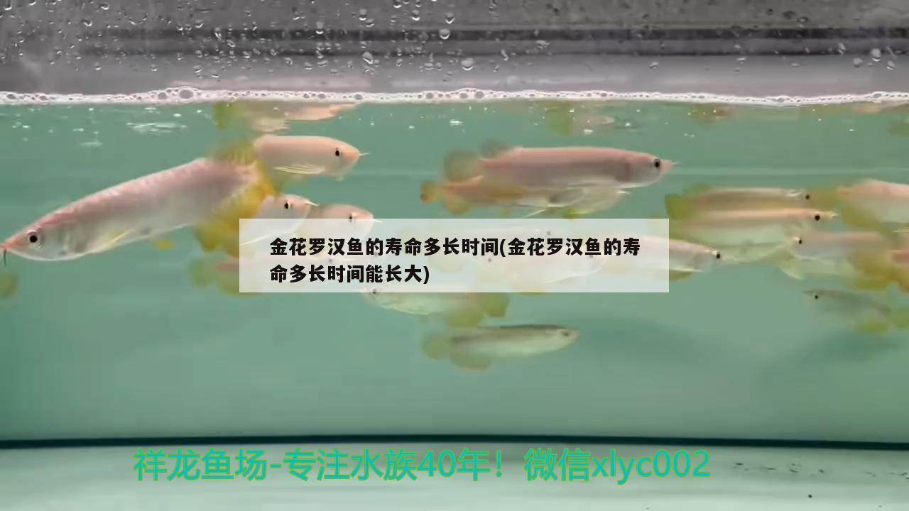 金花羅漢魚的壽命多長(zhǎng)時(shí)間(金花羅漢魚的壽命多長(zhǎng)時(shí)間能長(zhǎng)大) 羅漢魚