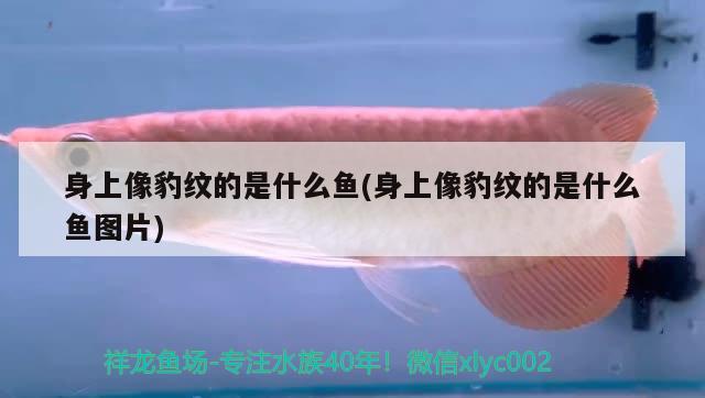 身上像豹紋的是什么魚(身上像豹紋的是什么魚圖片) 銀河星鉆魚