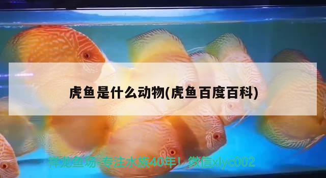 虎魚(yú)是什么動(dòng)物(虎魚(yú)百度百科) 虎魚(yú)百科