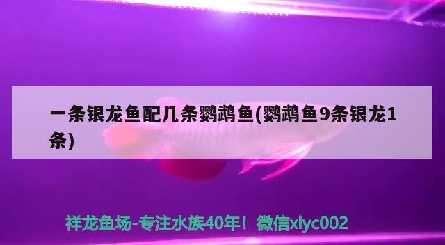 一條銀龍魚配幾條鸚鵡魚(鸚鵡魚9條銀龍1條) 鸚鵡魚