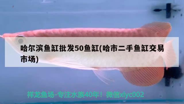 哈爾濱魚缸批發(fā)50魚缸(哈市二手魚缸交易市場(chǎng)) 伊巴卡魚