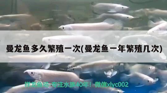 曼龍魚(yú)多久繁殖一次(曼龍魚(yú)一年繁殖幾次) 廣州觀賞魚(yú)魚(yú)苗批發(fā)市場(chǎng)