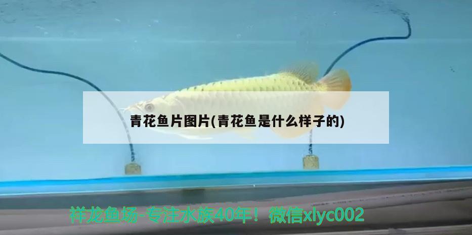 青花魚片圖片(青花魚是什么樣子的) 鐵甲武士