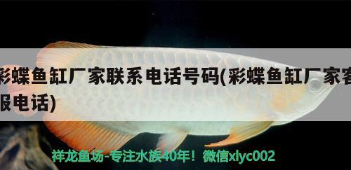 彩蝶魚缸廠家聯(lián)系電話號碼(彩蝶魚缸廠家客服電話) 委內(nèi)瑞拉奧里諾三間魚