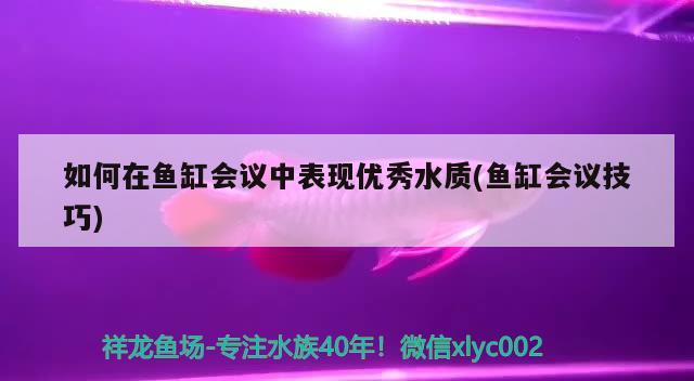 如何在魚缸會(huì)議中表現(xiàn)優(yōu)秀水質(zhì)(魚缸會(huì)議技巧) 帝王血鉆魚