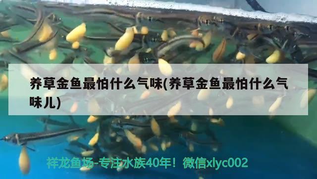 養(yǎng)草金魚最怕什么氣味(養(yǎng)草金魚最怕什么氣味兒) 斑馬狗頭魚