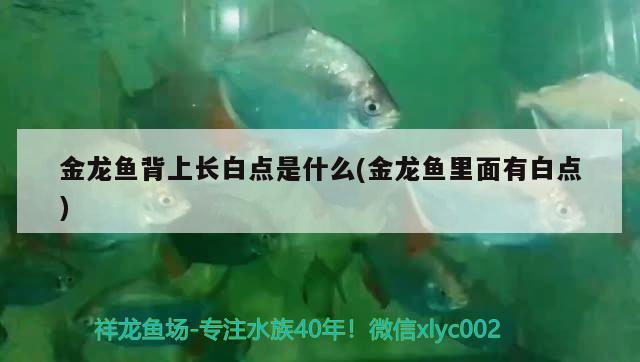 金龍魚背上長白點是什么(金龍魚里面有白點)