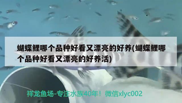 蝴蝶鯉哪個品種好看又漂亮的好養(yǎng)(蝴蝶鯉哪個品種好看又漂亮的好養(yǎng)活) 蝴蝶鯉