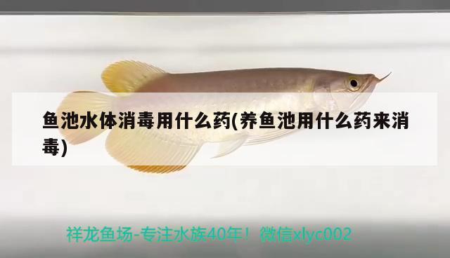 魚池水體消毒用什么藥(養(yǎng)魚池用什么藥來消毒) 金龍魚糧