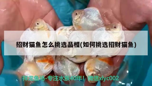 招財貓魚怎么挑選品相(如何挑選招財貓魚)