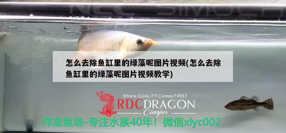 怎么去除魚(yú)缸里的綠藻呢圖片視頻(怎么去除魚(yú)缸里的綠藻呢圖片視頻教學(xué))