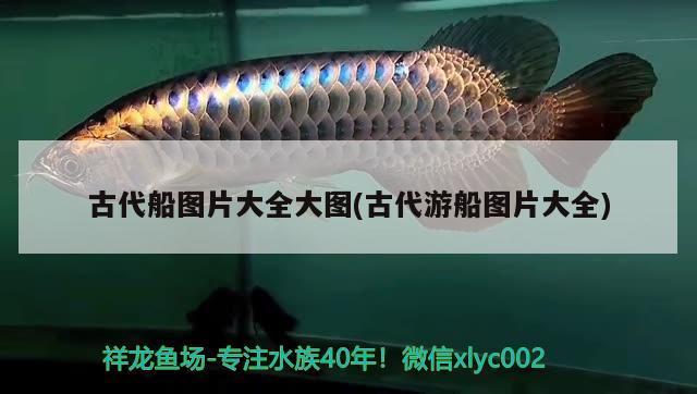 古代船圖片大全大圖(古代游船圖片大全) 觀賞魚市場