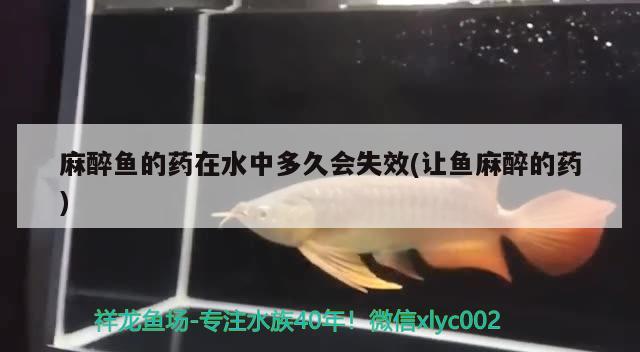 麻醉魚的藥在水中多久會(huì)失效(讓魚麻醉的藥)