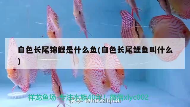 白色長尾錦鯉是什么魚(白色長尾鯉魚叫什么) 水溫計(jì)