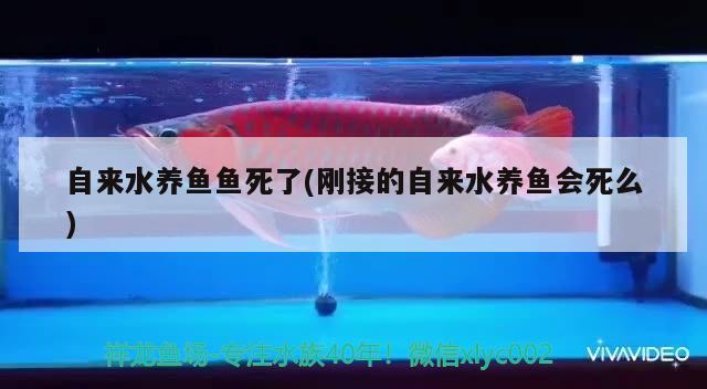 自來水養(yǎng)魚魚死了(剛接的自來水養(yǎng)魚會死么) 印尼紅龍魚