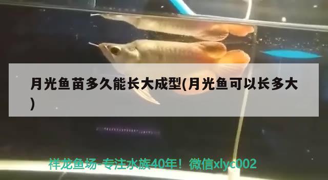 月光魚苗多久能長大成型(月光魚可以長多大) 狗頭魚