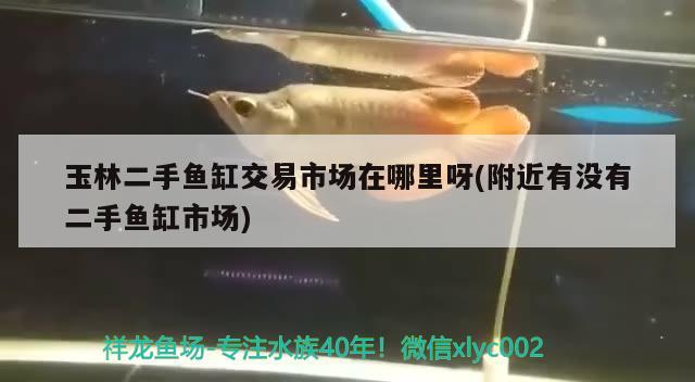 玉林二手魚缸交易市場在哪里呀(附近有沒有二手魚缸市場) 祥龍魚藥系列