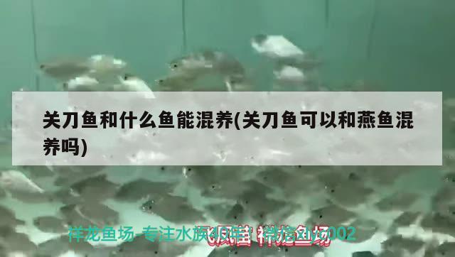 關(guān)刀魚和什么魚能混養(yǎng)(關(guān)刀魚可以和燕魚混養(yǎng)嗎) 福魟魟魚