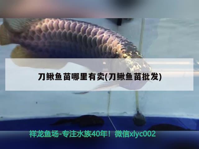 刀鰍魚苗哪里有賣(刀鰍魚苗批發(fā)) 黃寬帶蝴蝶魚