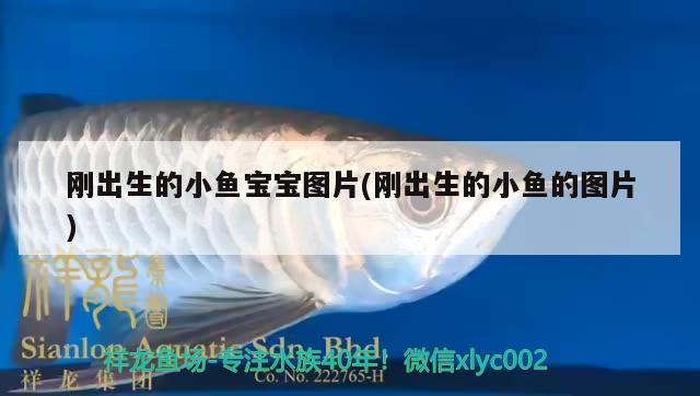 剛出生的小魚寶寶圖片(剛出生的小魚的圖片) 銀古魚苗