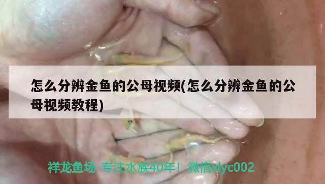 怎么分辨金魚的公母視頻(怎么分辨金魚的公母視頻教程) 海象魚