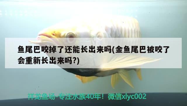 魚尾巴咬掉了還能長出來嗎(金魚尾巴被咬了會(huì)重新長出來嗎？) 祥龍超血紅龍魚