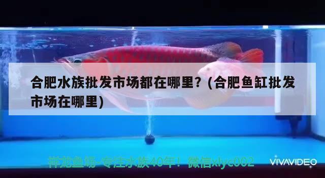 合肥水族批發(fā)市場都在哪里？(合肥魚缸批發(fā)市場在哪里) 觀賞魚水族批發(fā)市場