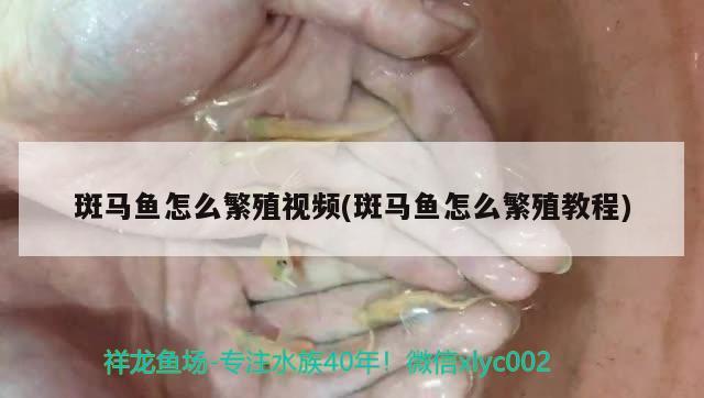 斑馬魚(yú)怎么繁殖視頻(斑馬魚(yú)怎么繁殖教程) 印尼虎苗