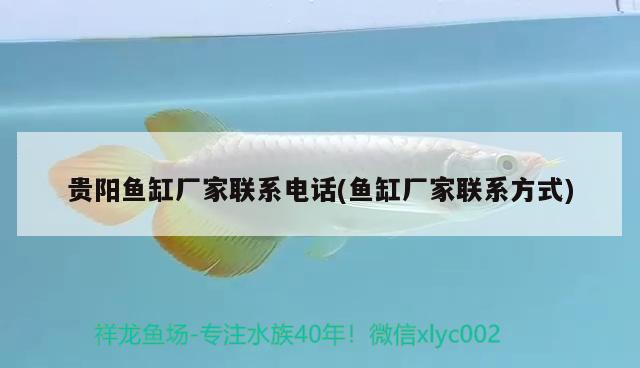 貴陽魚缸廠家聯(lián)系電話(魚缸廠家聯(lián)系方式) 泰國虎魚