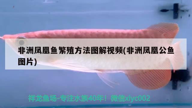 非洲鳳凰魚繁殖方法圖解視頻(非洲鳳凰公魚圖片) 胭脂孔雀龍魚