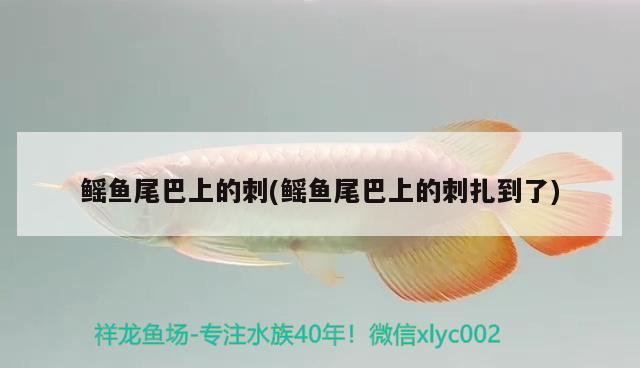 鰩魚尾巴上的刺(鰩魚尾巴上的刺扎到了) 大白鯊魚苗