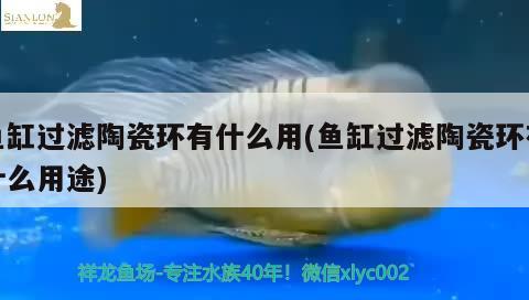 魚缸過濾陶瓷環(huán)有什么用(魚缸過濾陶瓷環(huán)有什么用途) 白子關(guān)刀魚