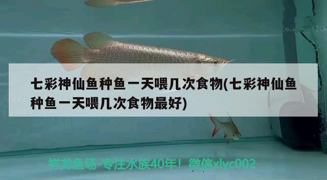 七彩神仙魚種魚一天喂幾次食物(七彩神仙魚種魚一天喂幾次食物最好) 七彩神仙魚