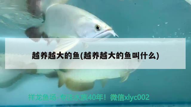 越養(yǎng)越大的魚(越養(yǎng)越大的魚叫什么) 野生埃及神仙魚