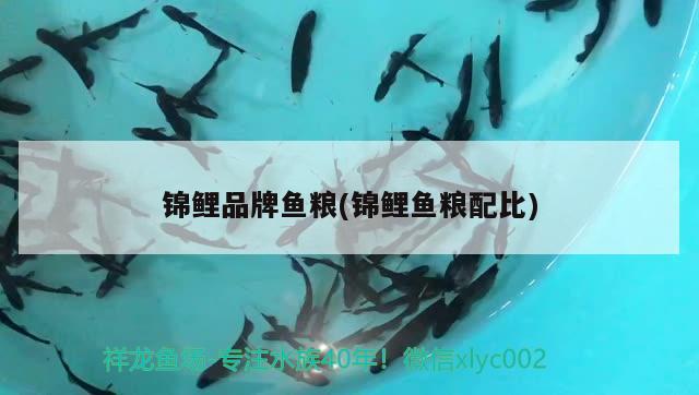 錦鯉品牌魚糧(錦鯉魚糧配比) 白子紅龍魚