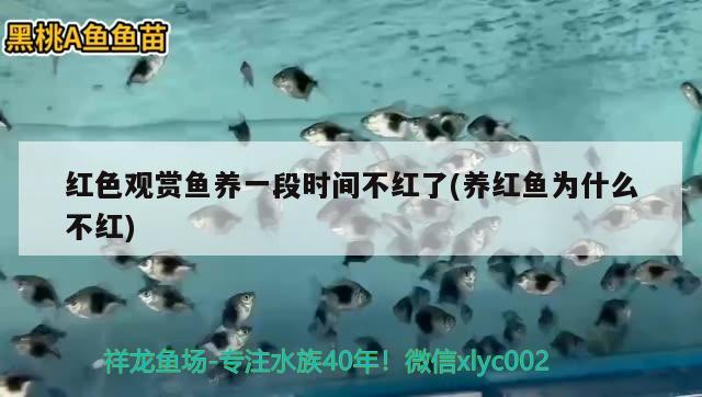 紅色觀賞魚養(yǎng)一段時間不紅了(養(yǎng)紅魚為什么不紅) 三間鼠魚苗