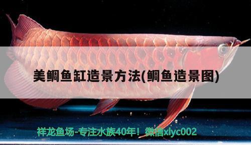 美鯛魚缸造景方法(鯛魚造景圖) 魚缸清潔用具