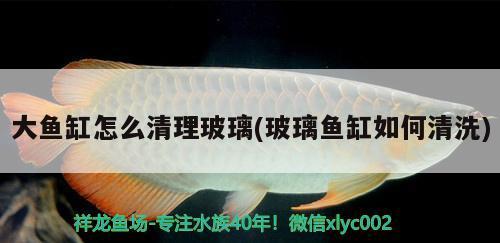 大魚缸怎么清理玻璃(玻璃魚缸如何清洗) 黃吉金龍（白子金龍魚）