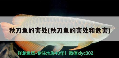 秋刀魚的害處(秋刀魚的害處和危害) 黃金達(dá)摩魚