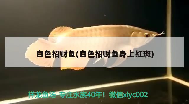 白色招財(cái)魚(yú)(白色招財(cái)魚(yú)身上紅斑)