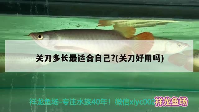 關刀多長最適合自己？(關刀好用嗎) 潛水艇魚