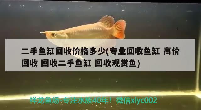 二手魚缸回收價(jià)格多少(專業(yè)回收魚缸 高價(jià)回收 回收二手魚缸 回收觀賞魚) 祥龍進(jìn)口元寶鳳凰魚