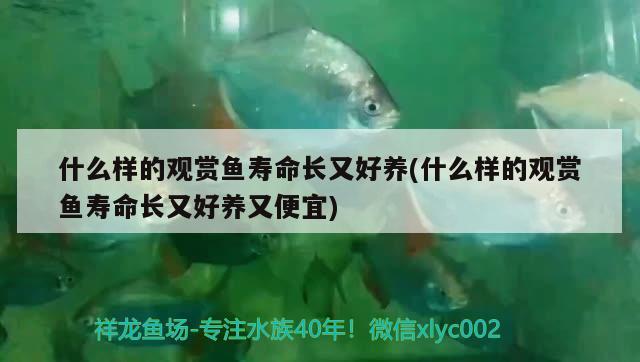 什么樣的觀賞魚壽命長又好養(yǎng)(什么樣的觀賞魚壽命長又好養(yǎng)又便宜) 黃吉金龍（白子金龍魚）