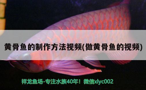 黃骨魚的制作方法視頻(做黃骨魚的視頻) 狗頭魚