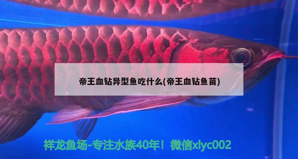 帝王血鉆異型魚吃什么(帝王血鉆魚苗) 帝王血鉆