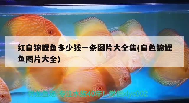 紅白錦鯉魚多少錢一條圖片大全集(白色錦鯉魚圖片大全) 紅白錦鯉魚