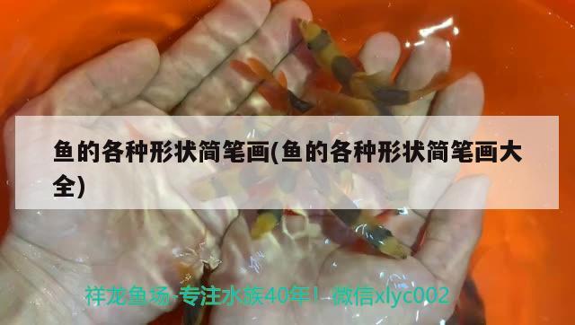 魚的各種形狀簡筆畫(魚的各種形狀簡筆畫大全) 金老虎魚