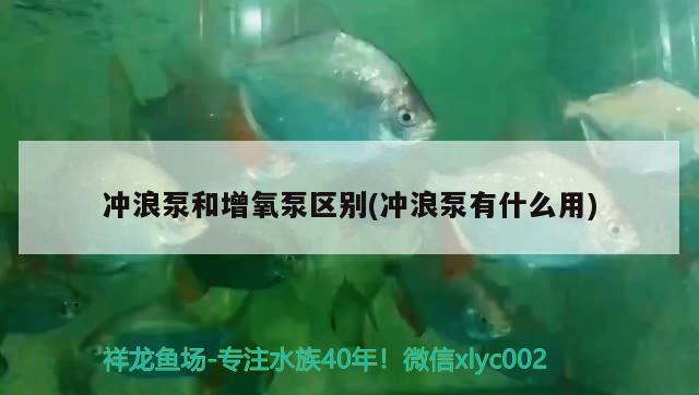 沖浪泵和增氧泵區(qū)別(沖浪泵有什么用) 紅龍專用魚糧飼料