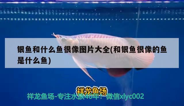 銀魚和什么魚很像圖片大全(和銀魚很像的魚是什么魚) 非洲金鼓魚